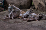 Bronze Lioness and Cubs