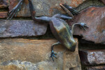 Bronze Statue of Frog