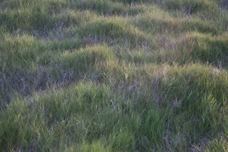 Brown and Green Grass Growing at the Florida Campgrounds of Everglades National Park