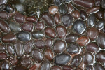 Brown and Grey Stones Floating in Water at the Kanapaha Botanical Gardens