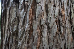 Brown and Orange Redwood Bark