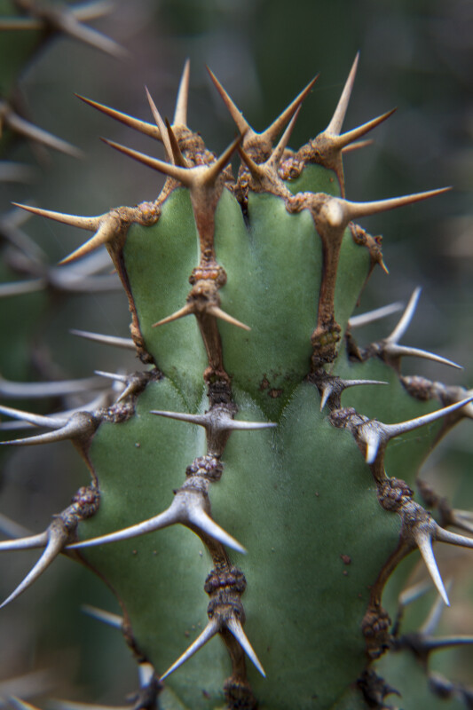 Brown and White Prickles of a Succulent Plant