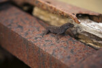 Brown Anole on Rusty Surface
