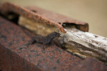 Brown Anole