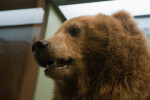 Brown Bear Head