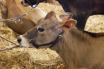 Brown Cow Attached to Wall via Rope