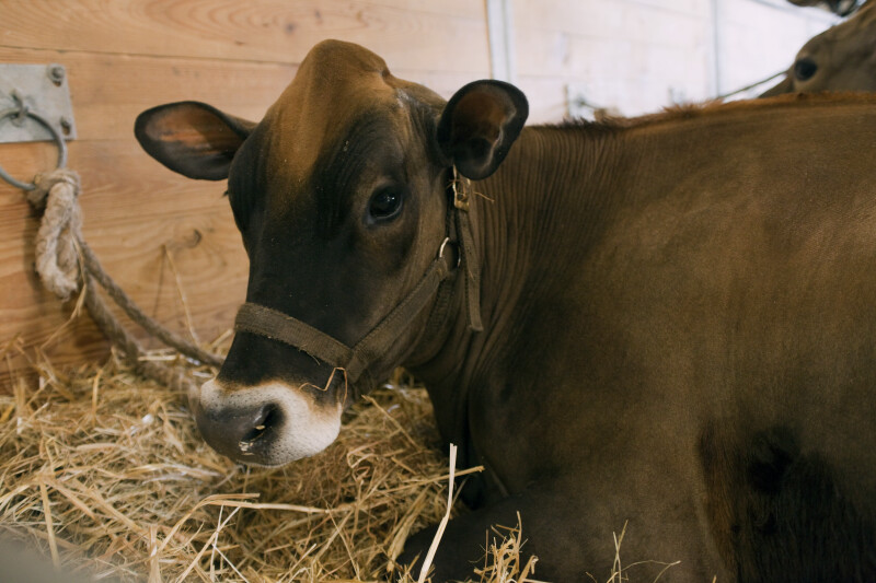 Brown Cow Laying in Hay at the Florida State Fairgrounds