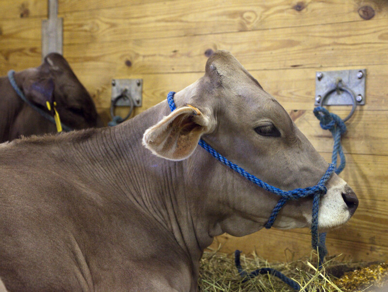 Brown Cow with Head Tied to Rope