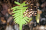 Brown, Dry Fern Leaves