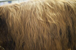 Brown Fur of a Texas Longhorn at the Florida State Fairgrounds