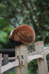Brown, Furry Mammal Resting on Post of Wooden Fence