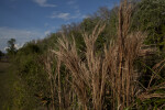 Brown Grass at H.P. Williams Roadside Park of Big Cypress National Preserve