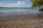 Brown Leaves and Light-Blue Water at Biscayne National Park