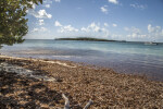 Brown Leaves Leading to Ocean