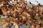 Brown Leaves of an Oak Tree at Boyce Park