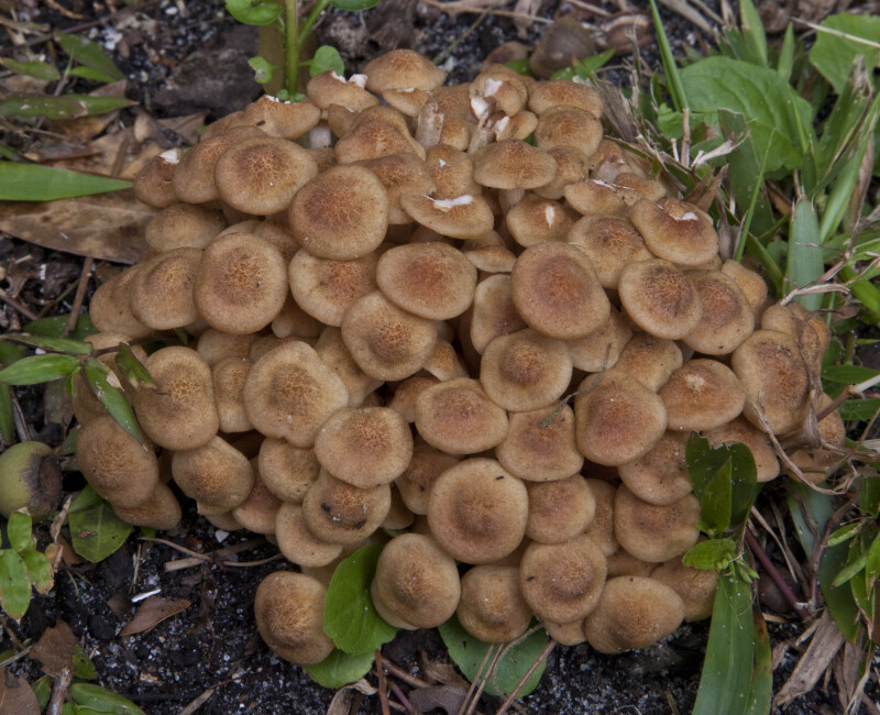 Brown Mushrooms Amongst Small, Green Plants