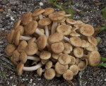 Brown Mushrooms with Dirt on their Caps