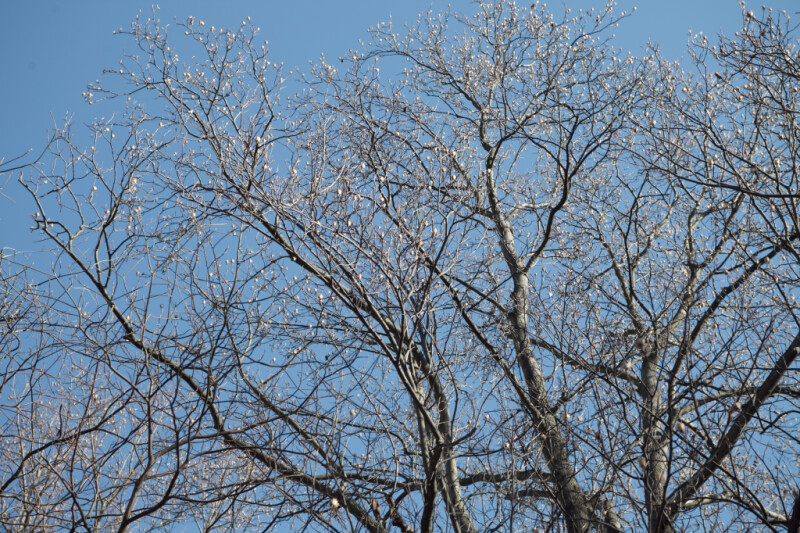 Brown, Nearly Bare Tree Branches