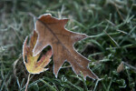 Brown Oak Leaf with Frost Around its Edges