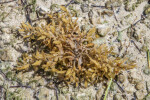 Brown Seaweed at Biscayne National Park