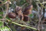 Brown, Spiny Seed Pods