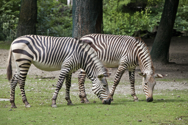 Brown Striped Zebras Foraging