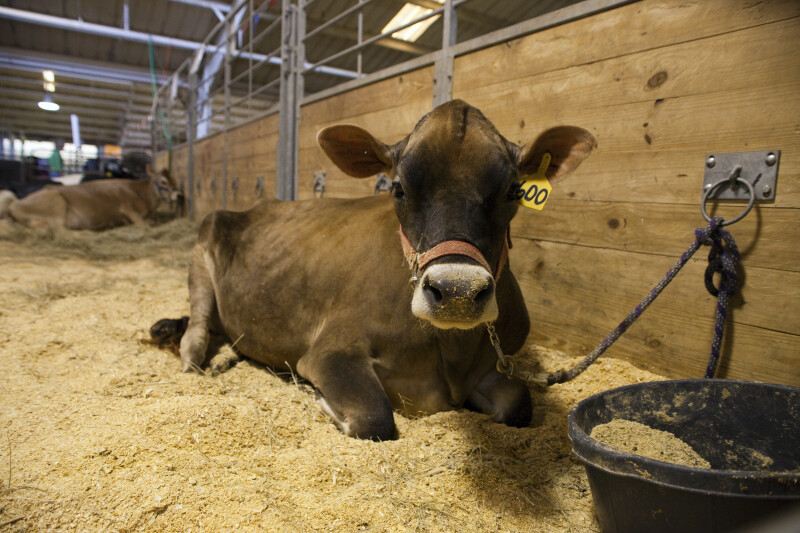 Brown Swiss Cow Laying in Enclosure