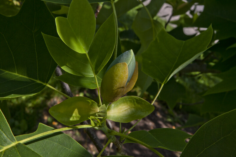 Bud and Leaves of a Tulip Tree