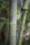 Buddha's Belly Bamboo Stalk