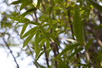 Buddha's Belly Leaves