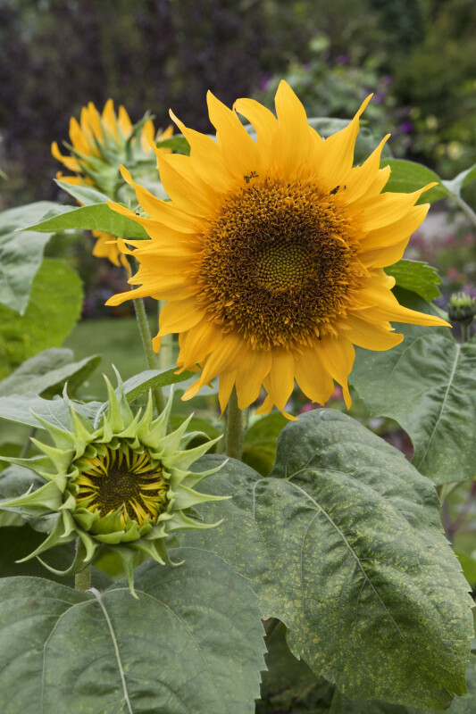 Budding and Mature Sunflowers
