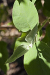 Buddleja cordata Leaves