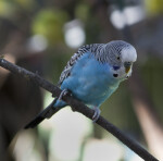 Budgies on Branch