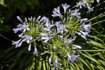 Buds and Flowers of an Agapanthus (Lily of the Nile) Plant