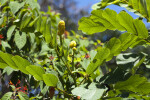 Buds and Leaves of a Candelabra Bush