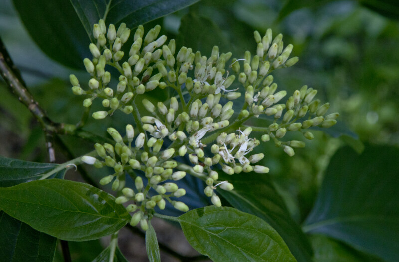 Buds and Leaves of a Giant Dogwood