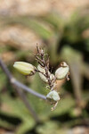 Buds of an Aloe Plant