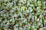 Bugleweed Plant with Purple-Green Leaves at the Kanapaha Botanical Gardens