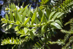 Bunya Pine Branch Close-Up