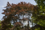 "Burgundy Lace" Maple Tree