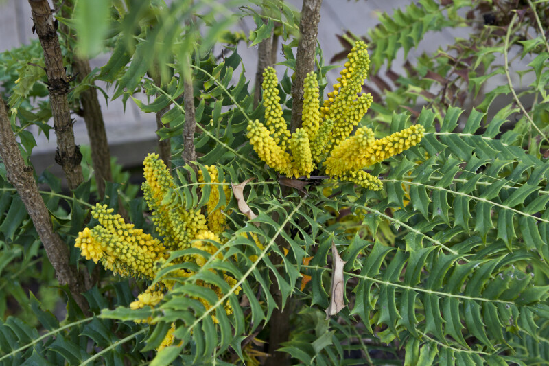 Burmese Mahonia Yellow Flowers and Green, Pinnate Leaves