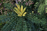 Burmese Mahonia