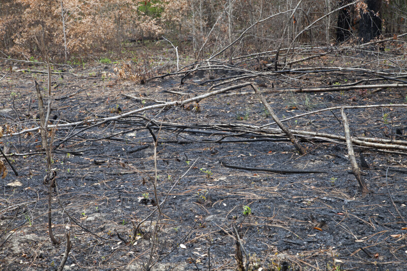 Burned Region at Wildlife and Environmental Area