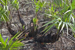 Burned Saw Palmettos