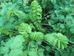 Burnet Plant