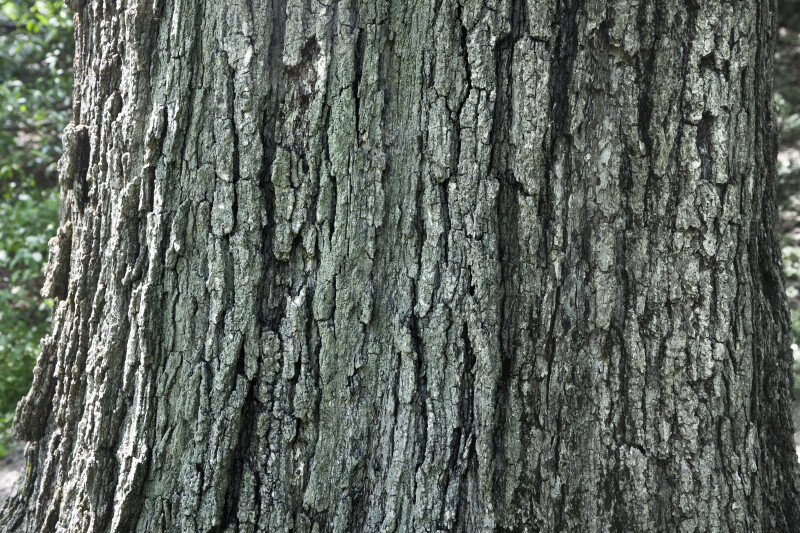 Burr Oak Bark