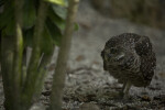 Burrowing Owl and Plant