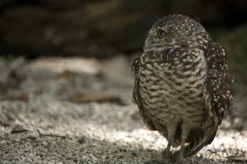 Burrowing Owl in Gravel