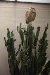 Burrowing Owl on Cactus