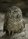 Burrowing Owl Through Mesh